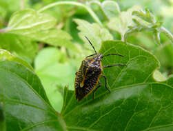 صورة Insecta