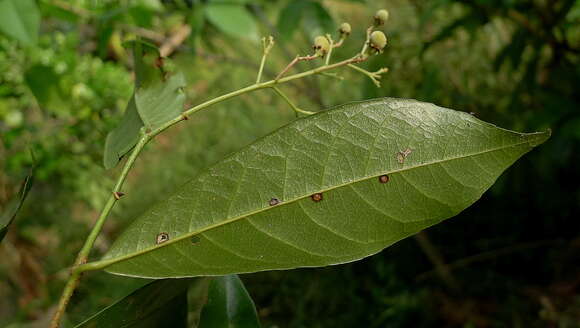 Image of Rinorea bahiensis (Moricand) Kuntze