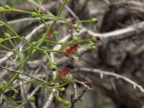 Scrophularia desertorum (Munz) R. J. Shaw resmi