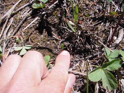 Image of Botrychium neolunaria Stensvold & Farrar