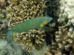 Image of Hoeven's wrasse