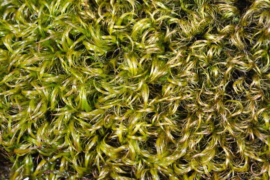 Image of blindia moss