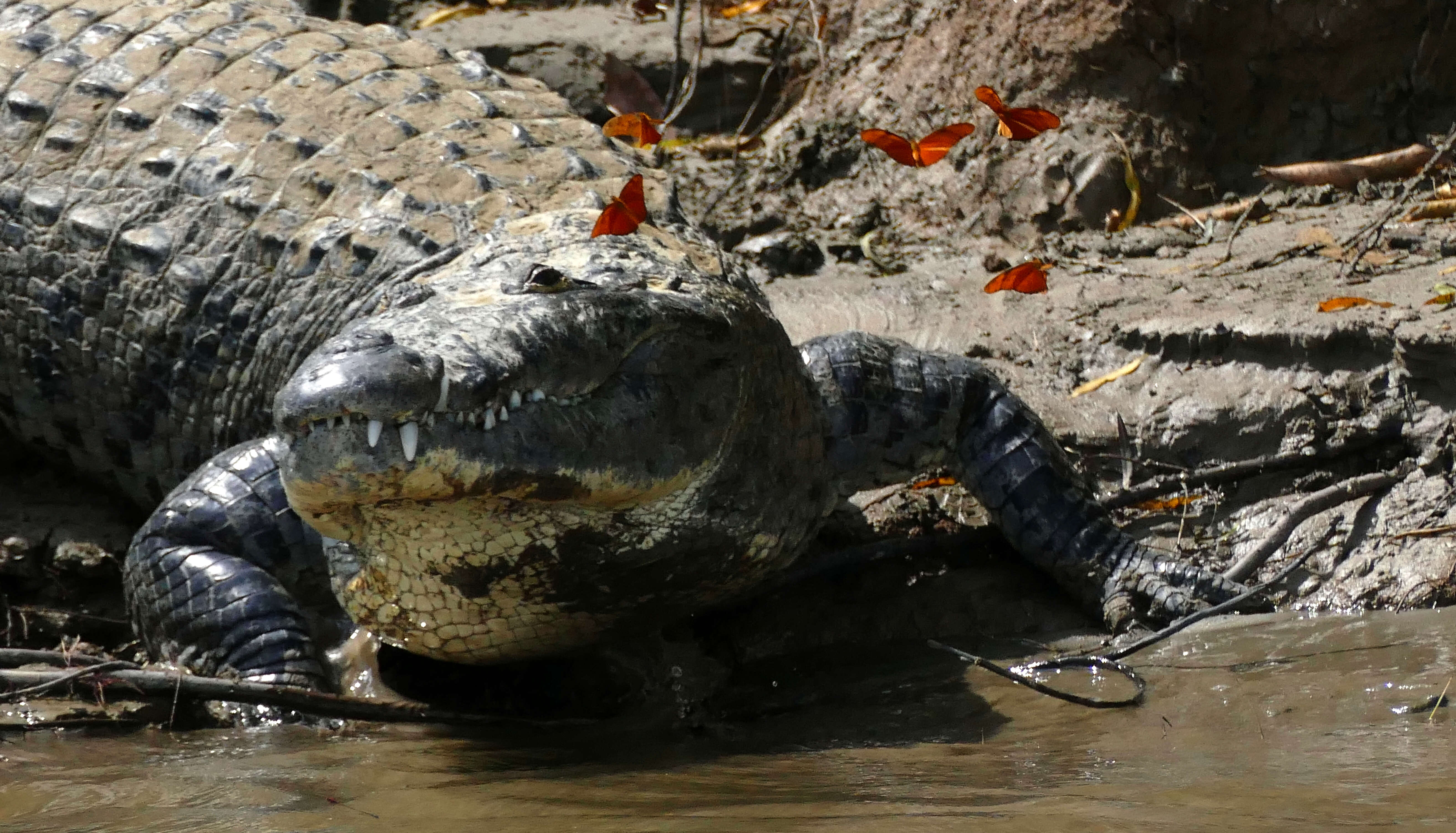 Image of Belize Crocodile