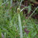 Image of Cyperus brevifolius (Rottb.) Hassk.