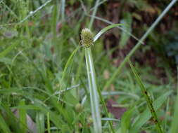 Image of Cyperus brevifolius (Rottb.) Hassk.