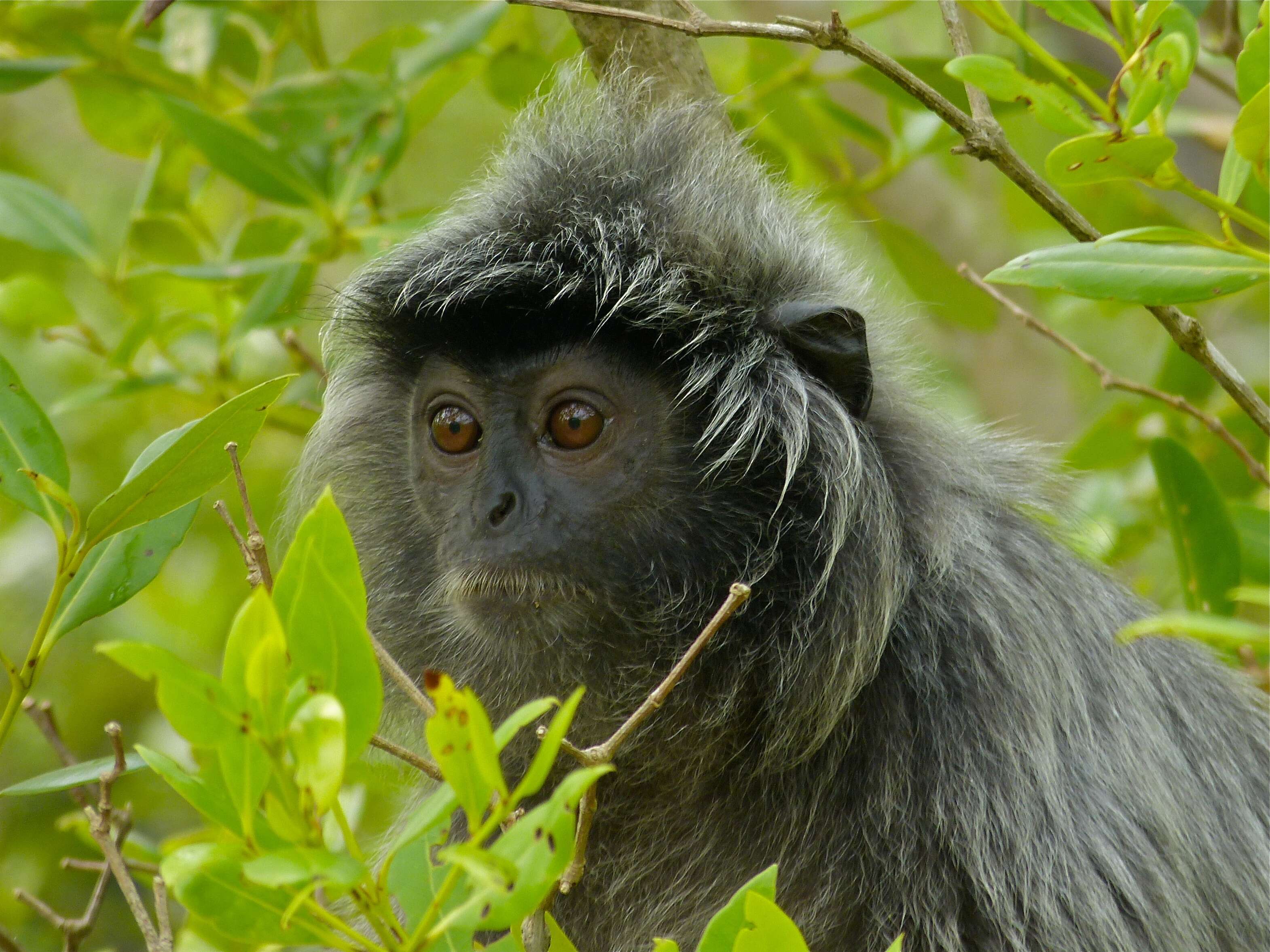 Image of Lutungs or leaf monkeys