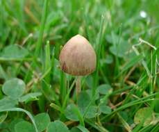 Image of Psilocybe semilanceata (Fr.) P. Kumm. 1871