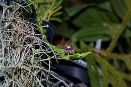 Image of Leafystem orchid