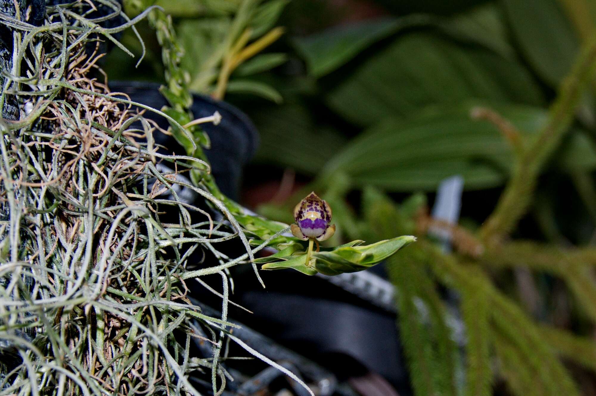 Image of Leafystem orchid