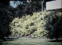 Image of Grevillea biternata Meissn.