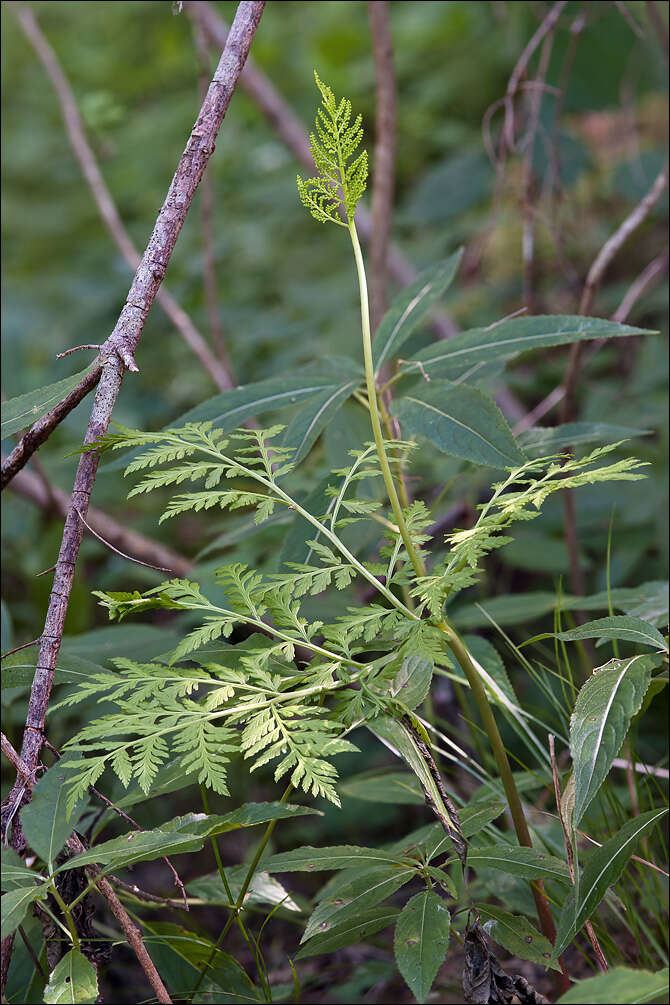 Image of rattlesnake fern