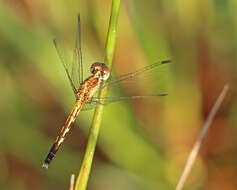 Image of Little Blue Dragonlet