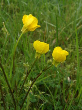 Image of St. Anthony's turnip