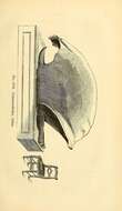 Image of Colossochelys Falconer & Cautley 1844