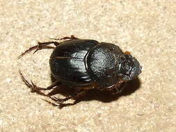 Imagem de Digitonthophagus