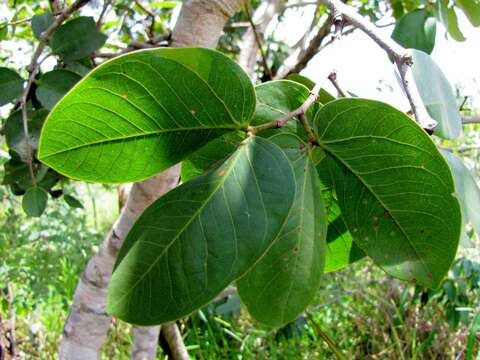 Sivun Hymenaea stigonocarpa Hayne kuva