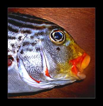 Image of Diagonal banded sweetlips