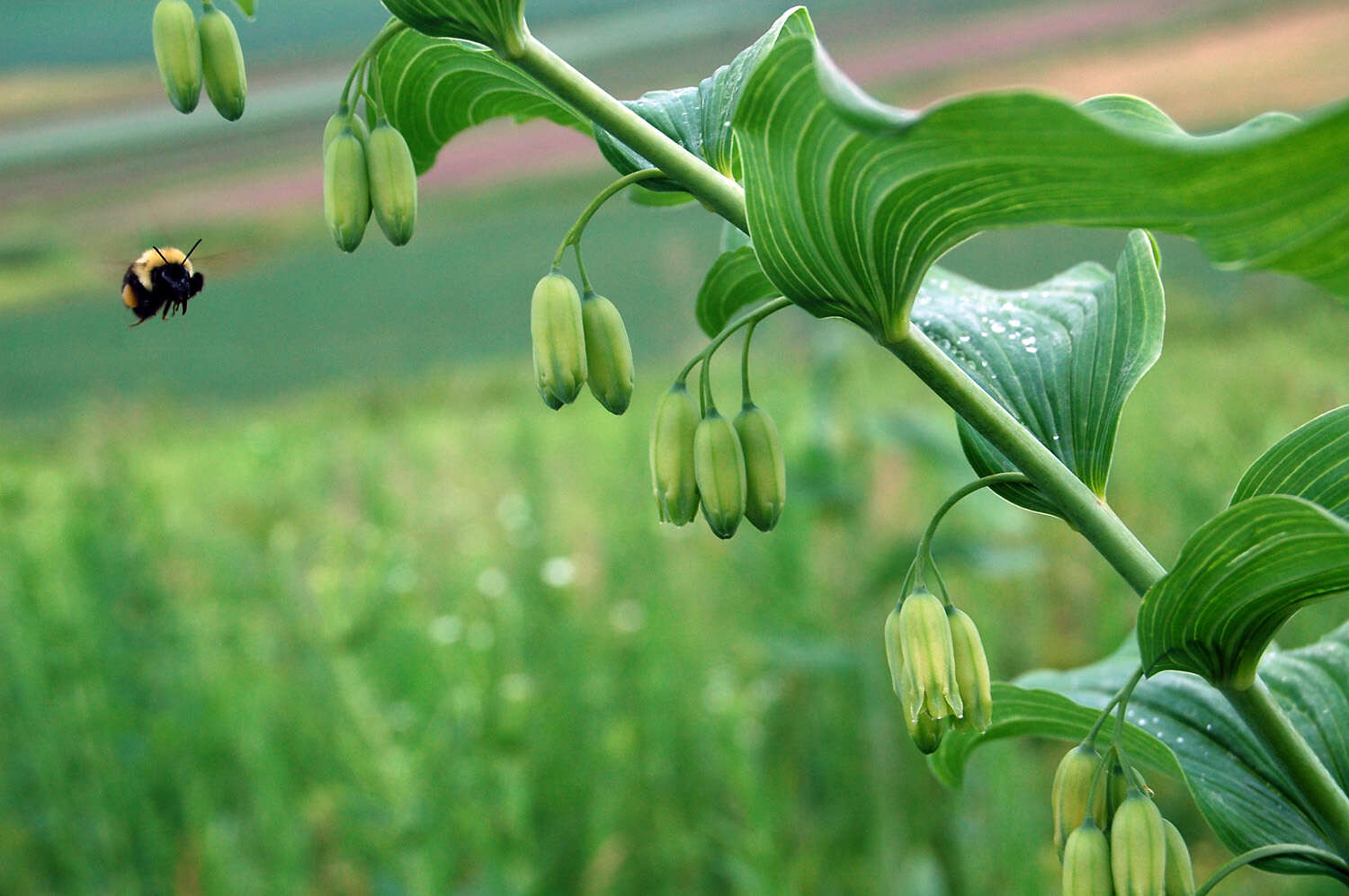 Image of Solomon's Seal