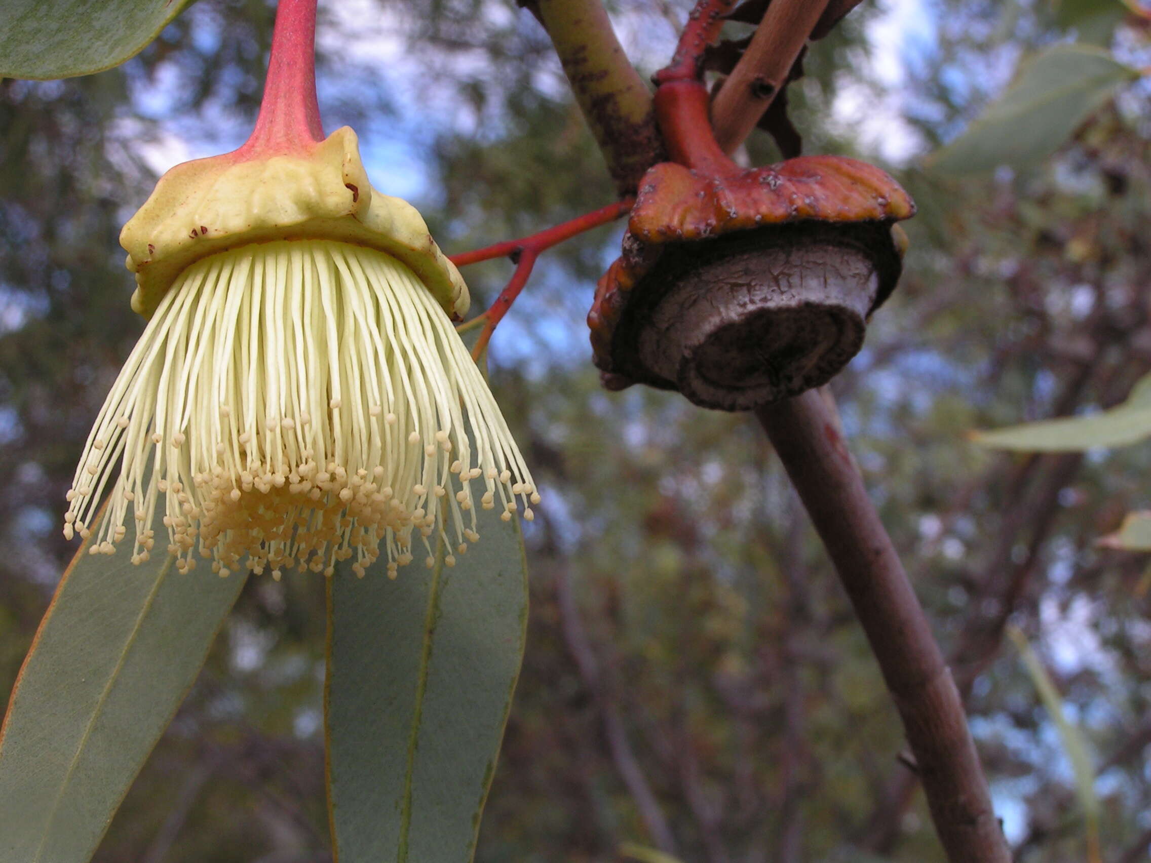 Imagem de Eucalyptus pyriformis Turcz.