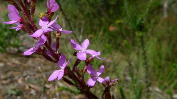 Image de Stylidium armeria (Labill.) Labill.