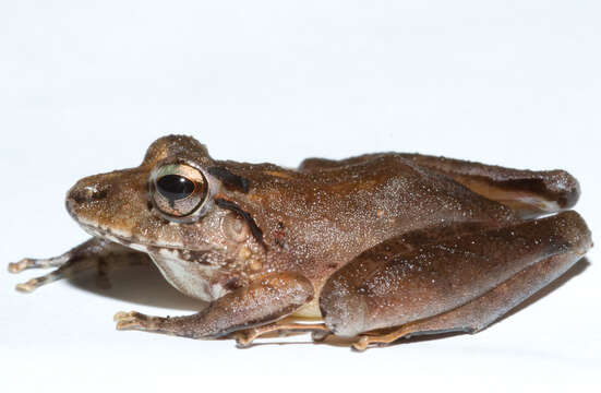 Image of Isla Bonita Robber Frog