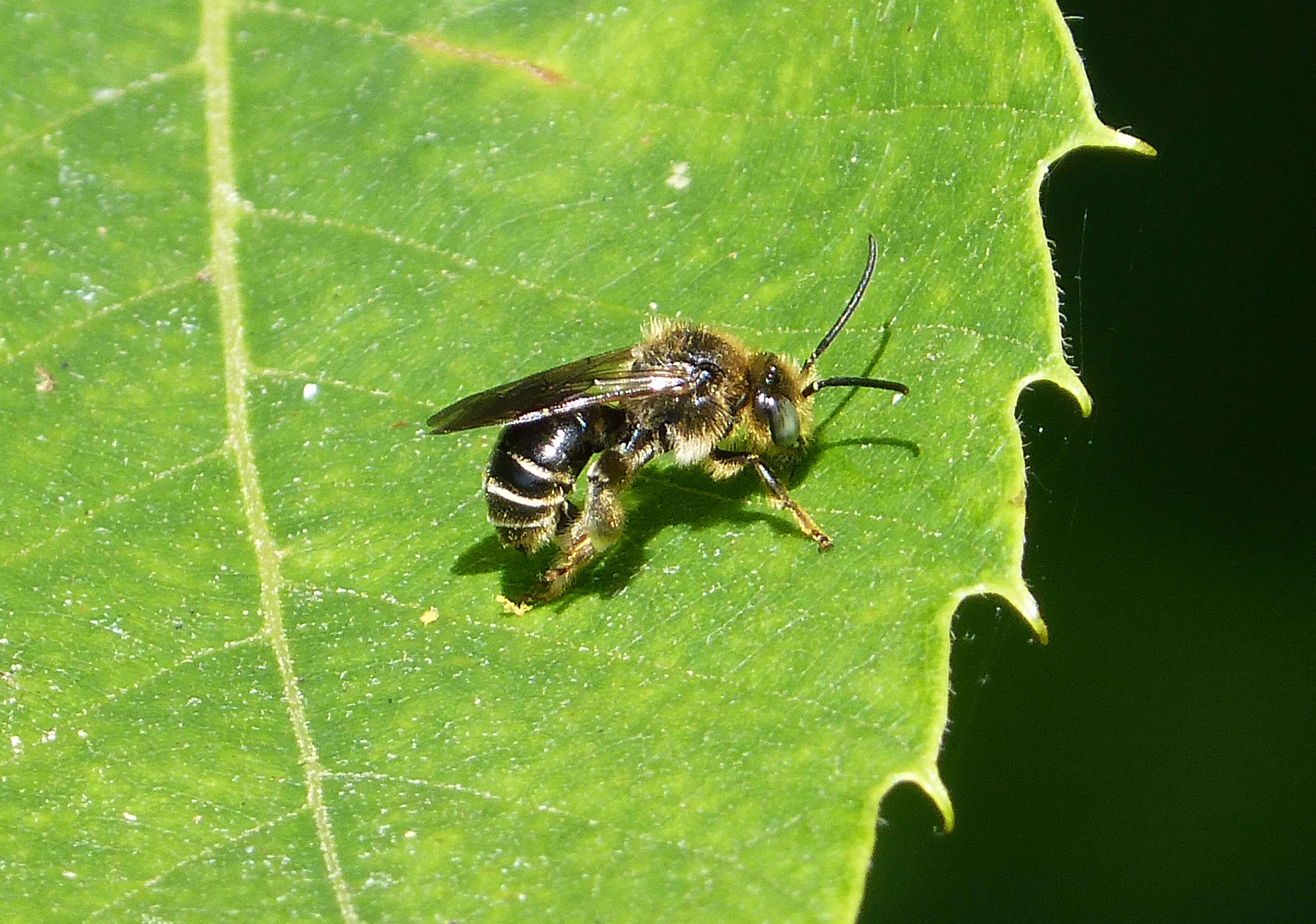 Image of bees & apoid Wasps