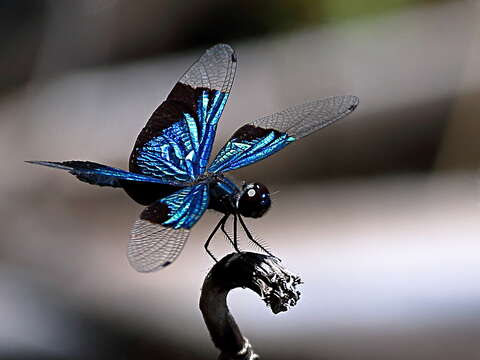 Image of Rhyothemis resplendens Selys 1878