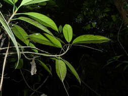 Clusia amazonica Planch. & Triana的圖片