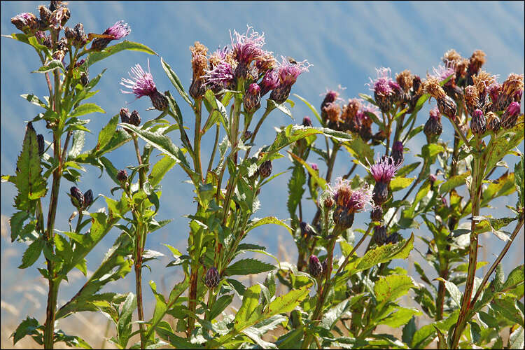 Plancia ëd Serratula tinctoria var. alpina Godr.