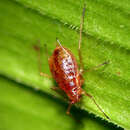 Image of Macrosiphum (Macrosiphum) badium Jensen 2000