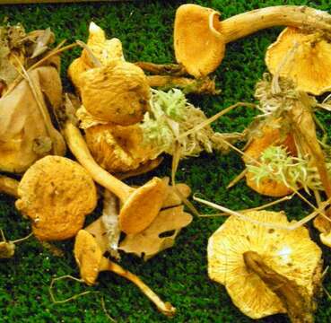 Image de Fausse chanterelle