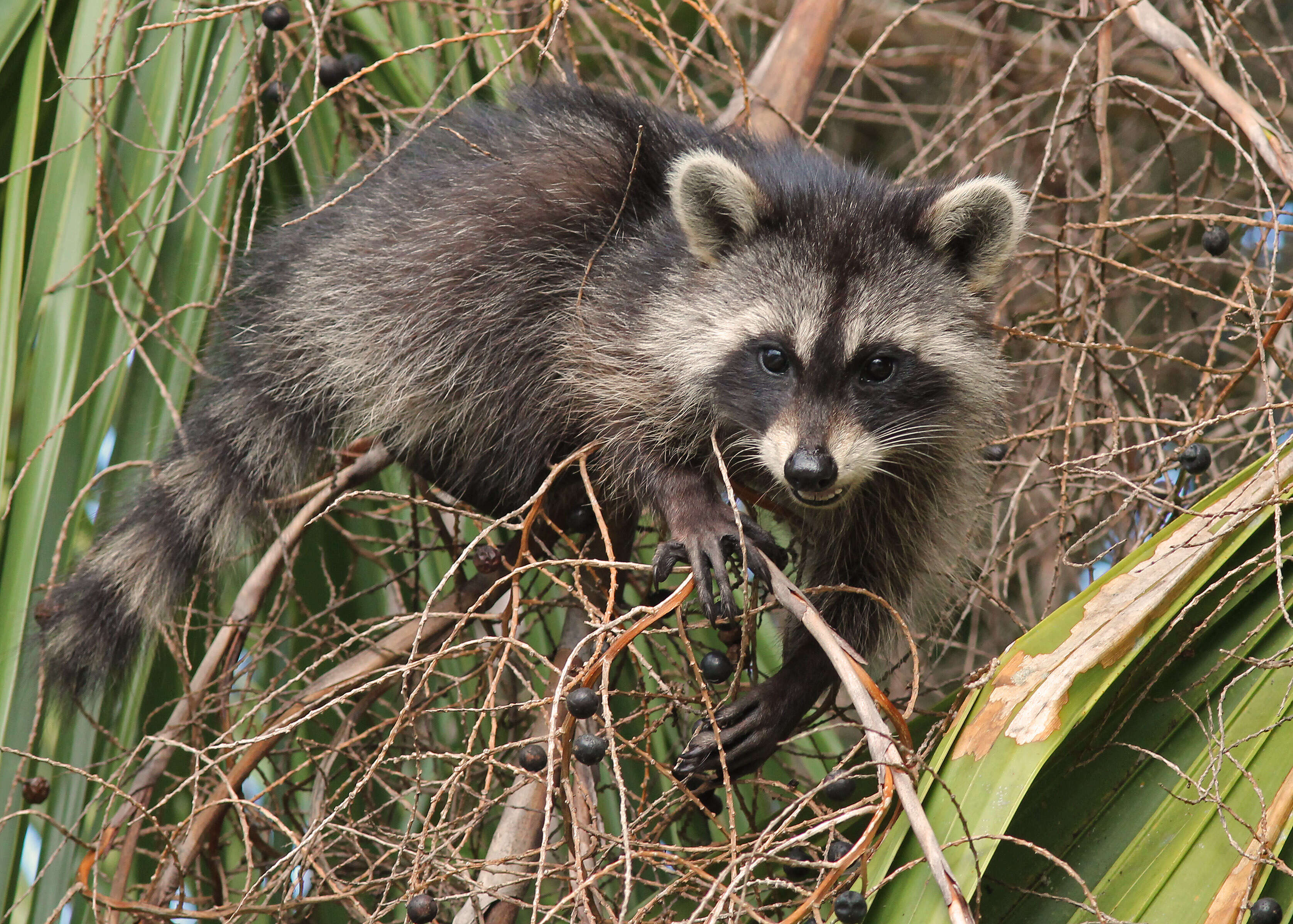 Image of raccoons