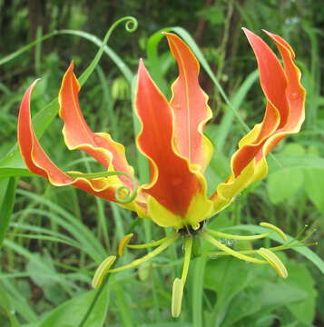 Image of flame lily