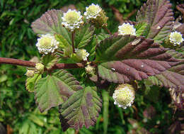 صورة Lippia dulcis Trevir.