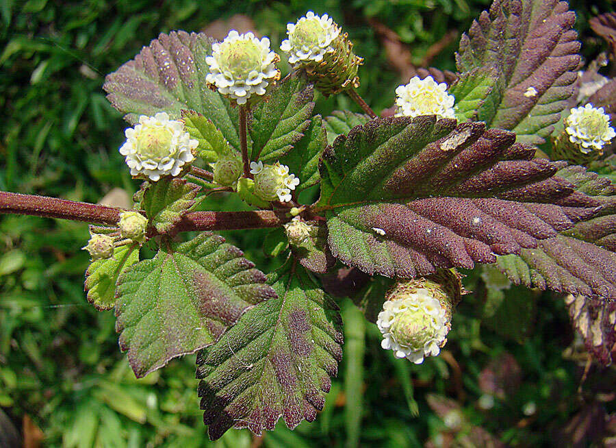 Sivun Lippia kuva