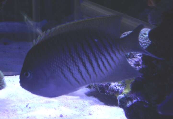 Image of Black-spot Angelfish