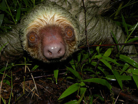 Image of two-toed sloths