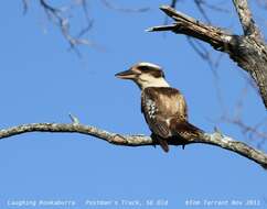 Image of Kookaburra