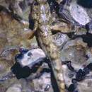 Image of Common mudskipper