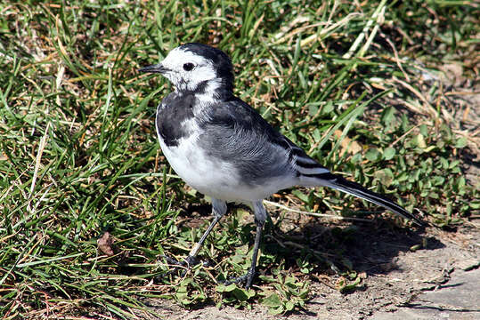 Image of Motacilla alba yarrellii Gould 1837