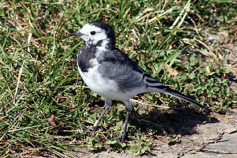 Motacilla alba yarrellii Gould 1837的圖片