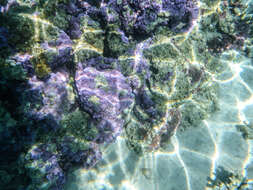 Image of Montipora faveolata