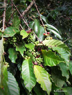 Image of Coffea