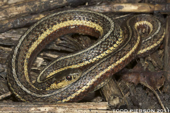 Image of Butler's Garter Snake