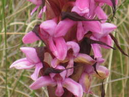 Image of Disa stairsii Kraenzl.