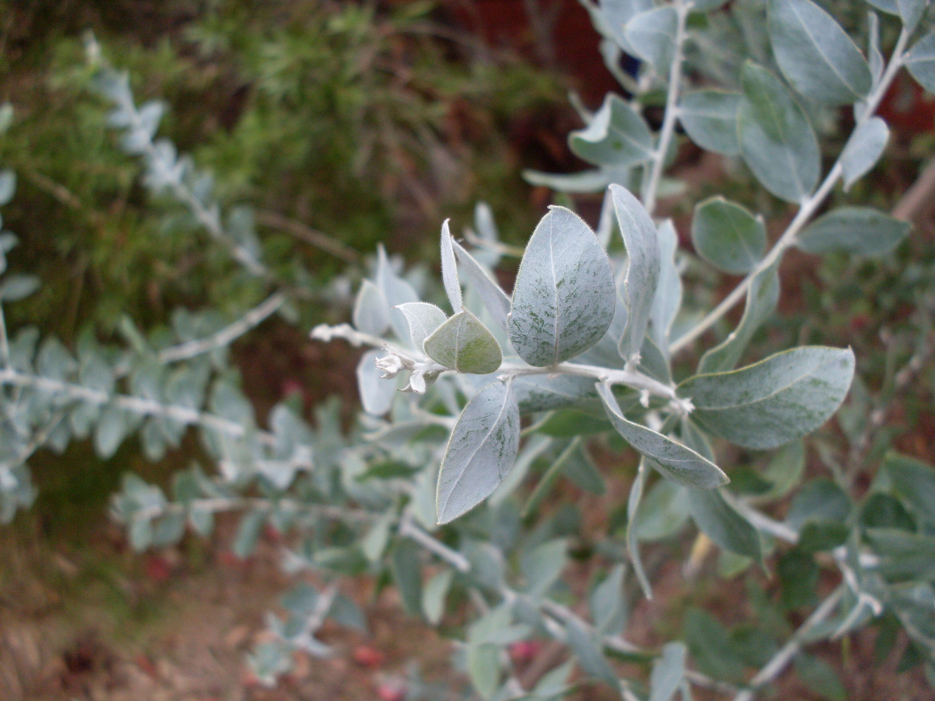 Image of pearl wattle