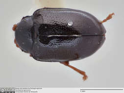 Image of Galerucinae