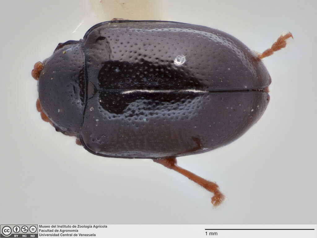 Image of Galerucinae