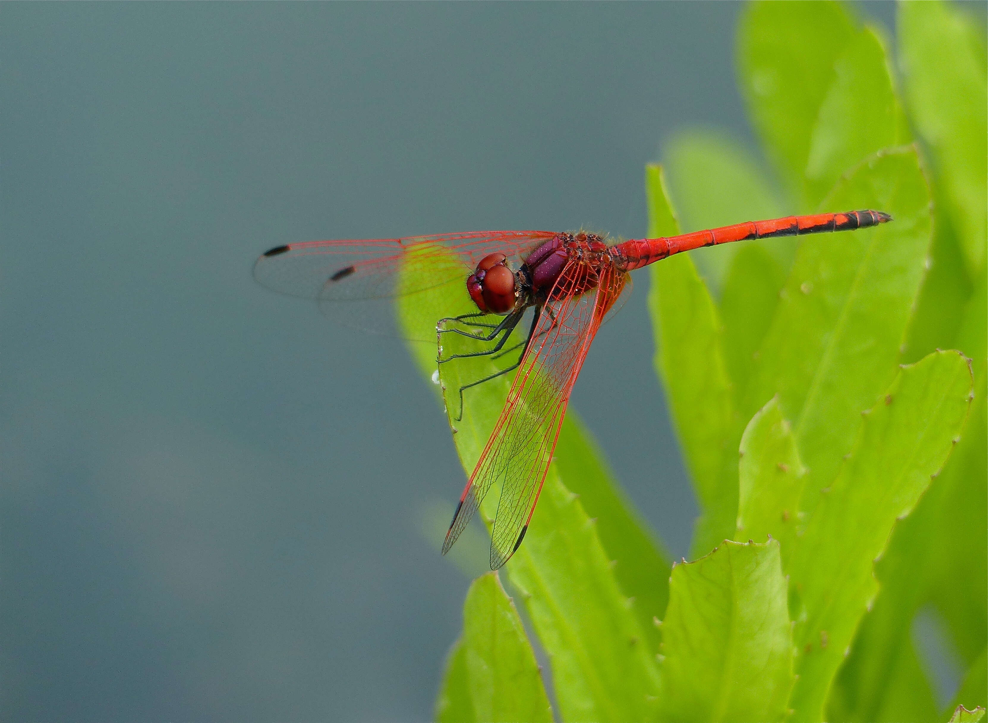 Image of Dropwings