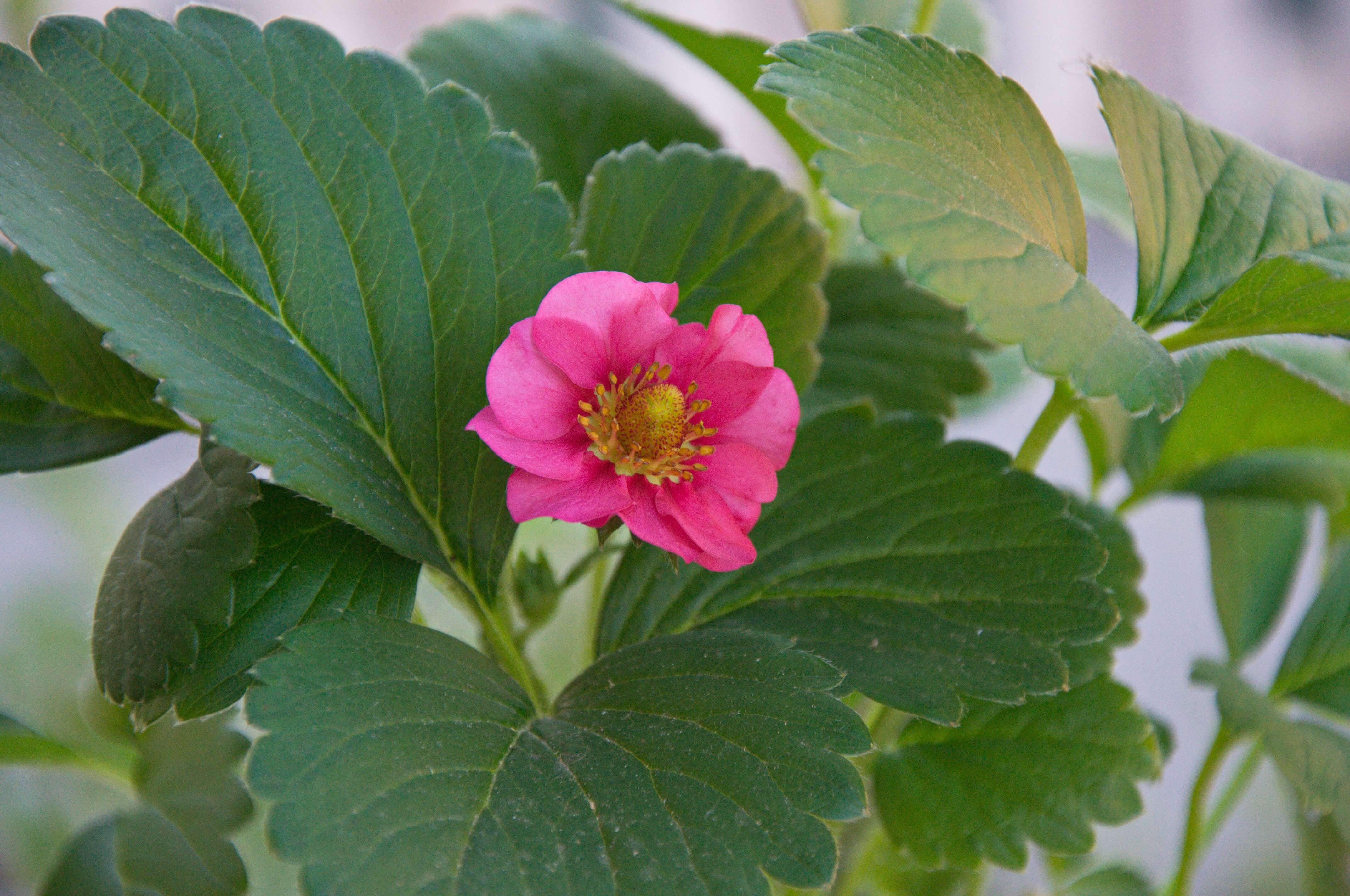 Image de Fragaria ×ananassa